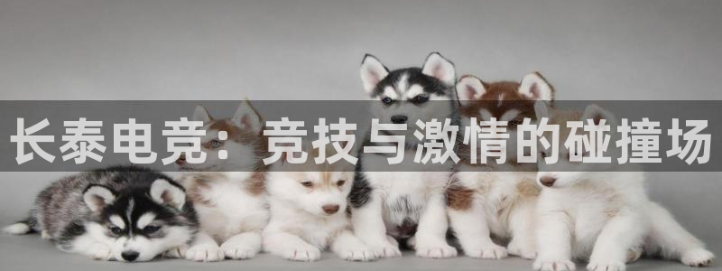 MK电竞官网：长泰电竞：竞技与激情的碰撞场