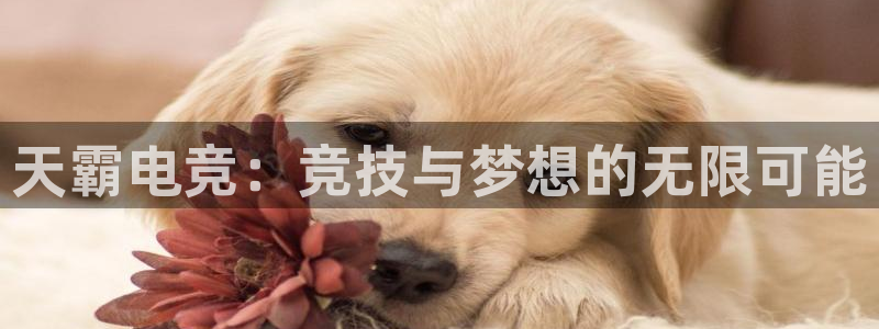 MK电竞官网：天霸电竞：竞技与梦想的无限可能